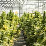 Stunning High-End Cannabis Dispensary – West Side Manhattan (Buildout $2M+)