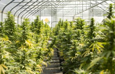 Stunning High-End Cannabis Dispensary – West Side Manhattan (Buildout $2M+)