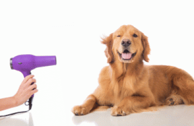 Absentee Dog Grooming NET $200k Lower Connecticut 5DAYS