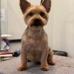Downtown 100% Absentee Pet Grooming 2 Store Deal!  Perfect for Groomer's