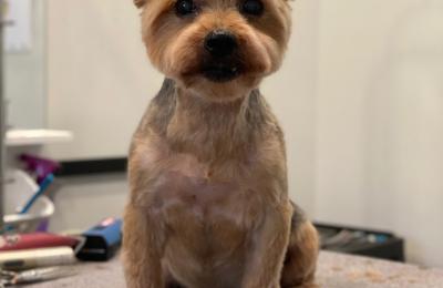 Downtown 100% Absentee Pet Grooming 2 Store Deal!  Perfect for Groomer's