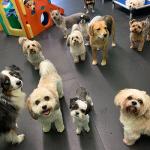 50% OWNER FINANCING Brooklyn Pet Daycare, Grooming, and Boarding Facility  